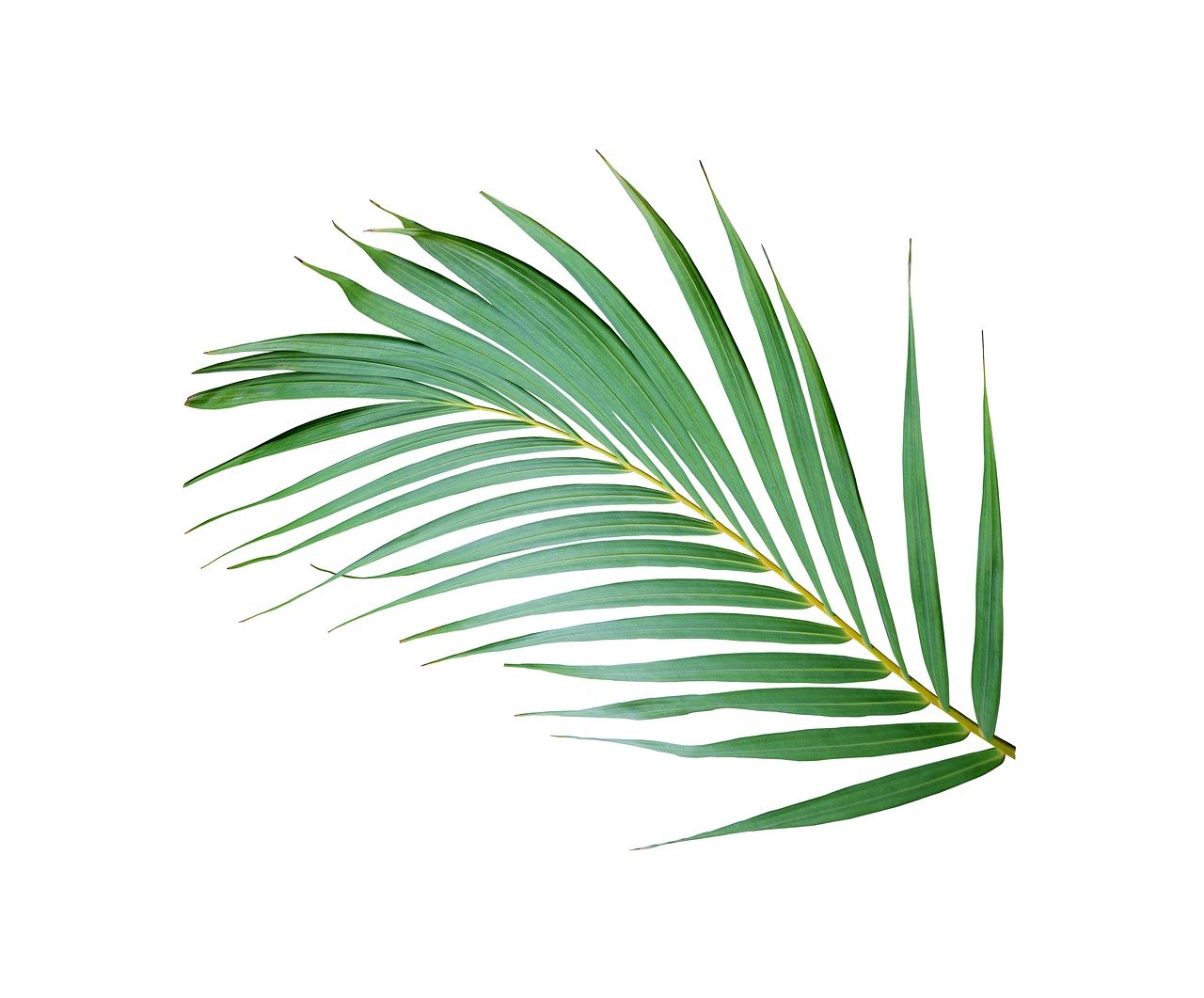 palm frond