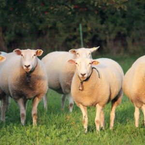 Flock of sheep