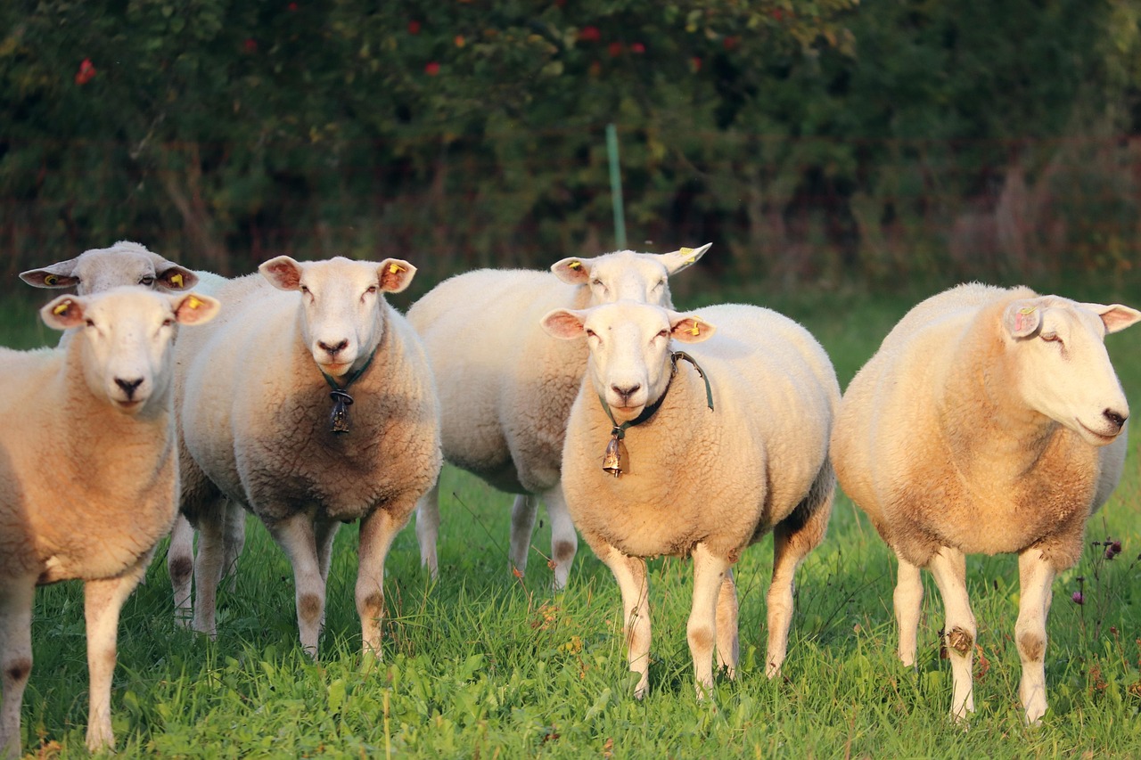 Flock of sheep