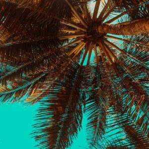 View of top of palm tree from underneath