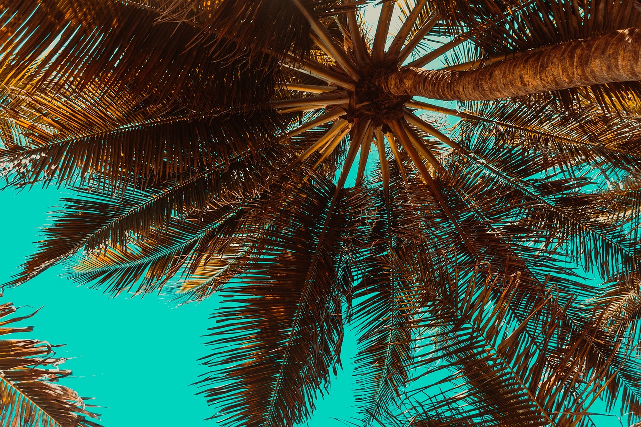View of top of palm tree from underneath